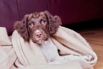 An English springer spaniel wrapped in a blanket on a hardwood floor
