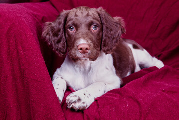 An English springer spaniel laying on a chair draped in a red cloth