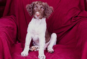 An English springer spaniel sitting on a chair draped in a red cloth