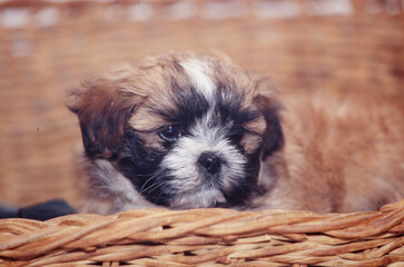 A shih tzu puppy dog in wicker basket