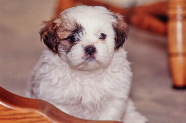 A shih tzu puppy dog looking over the back of a wooden chair