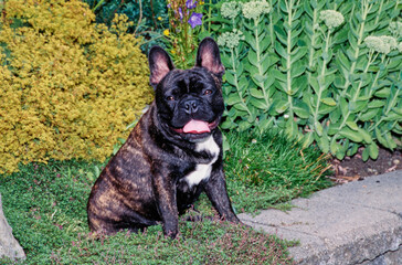A brindle French bulldog sitting in a garden