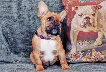 Obraz premium A fawn-colored French bulldog sitting in front of a bulldog print pillow on a gray blanket