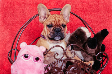 A fawn-colored French bulldog sitting in a basket full of toys