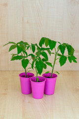Seedling of tomato, blush of tomato seedlings in a pink cup