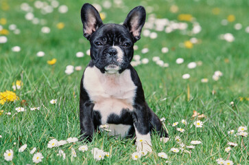 A pied French bulldog sitting in green grass with white wildflowers