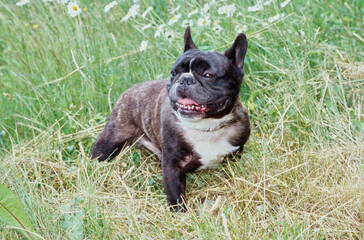 A brindle French bulldog standing in dry grass with white wildflowers