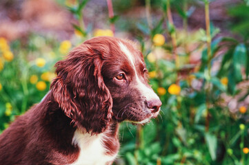 A liver and white English cocker spaniel sitting in front of yellow flowers and greenery