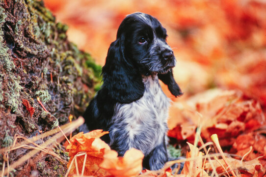 A blue roan English cocker spaniel puppy sitting in autumn leaves