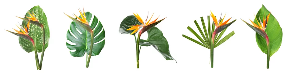 Foto op Plexiglas Set of fresh tropical leaves and strelitzia flowers on white background © Pixel-Shot