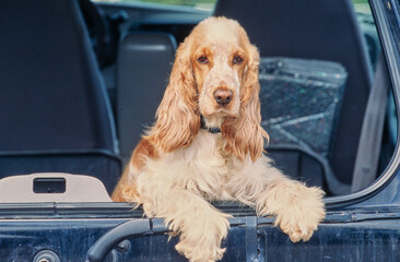 A red roan English cocker spaniel looking out the back of a car