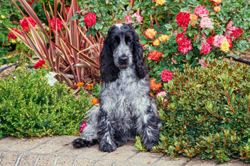 A blue roan English cocker spaniel sitting on a brick planter with red orange and yellow flowers...