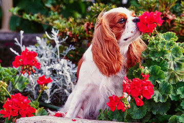 A Cavalier King Charles Spaniel sitting in a garden and smelling the red flowers