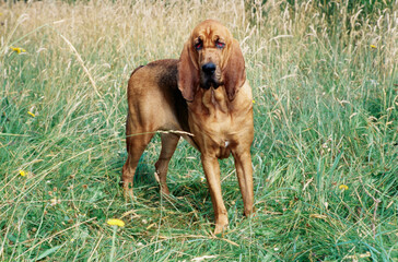 A bloodhound standing in a tall grassy field with yellow wildflowers - obrazy, fototapety, plakaty
