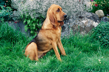 A bloodhound sitting in lush green grass by a garden - obrazy, fototapety, plakaty