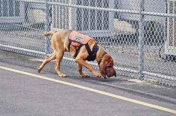 A bloodhound sniffing along a chain link fence
