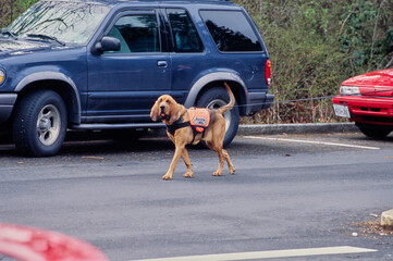 A bloodhound in a parking lot - obrazy, fototapety, plakaty