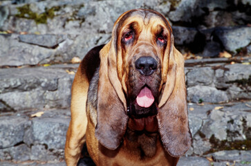 Close-up of a bloodhound with stone stairs in the background - obrazy, fototapety, plakaty