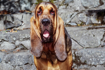 Close-up of a bloodhound with stone stairs in the background - obrazy, fototapety, plakaty