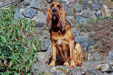 A bloodhound sitting by a stone wall - obrazy, fototapety, plakaty