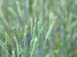 Green wheat field in summer.