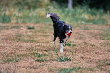 A border collie running through a dry grassy field with a red ball in its mouth