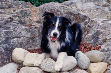 A border collie laying on a pile of stones