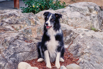 A border collie sitting in mulch surrounded by rocks - obrazy, fototapety, plakaty