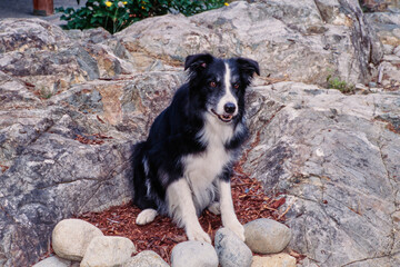 A border collie sitting in mulch surrounded by rocks