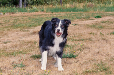 A border collie standing in a dry grassy field