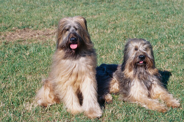 Naklejka na ściany i meble Two Briard dogs sitting in a grassy field