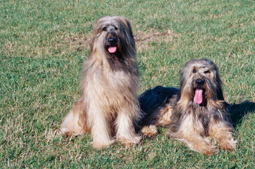 Naklejka na ściany i meble Two Briard dogs sitting in a grassy field