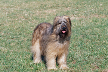 Naklejka na ściany i meble A Briard dog standing in a grassy field