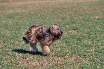 A Briard dog running in a grassy field