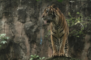 a Sumatran tiger watching over the area