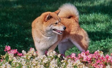 A Shiba Inu standing in grass behind a row of pink and white flowers