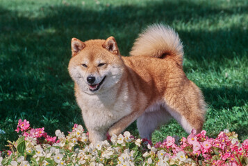 A Shiba Inu standing in grass behind a row of pink and white flowers