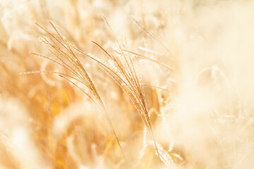 秋の七草　ススキ　Miscanthus sinensis