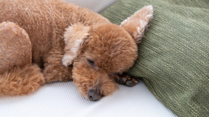 ソファの上で耳を立てて眠るトイプードル（アップ）