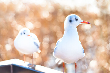 ユリカモメ　Chroicocephalus ridibundus