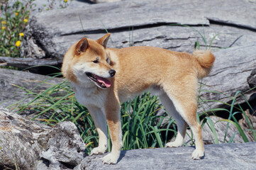 A Shiba Inu standing on a rock