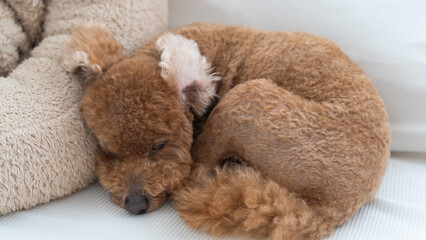犬用ベットにもたれぐっすりと眠るトイプードル（俯瞰）