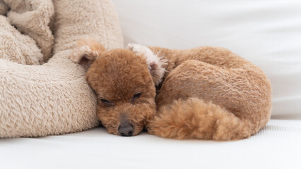 犬用ベットにもたれぐっすりと眠るトイプードル（横　アップ）