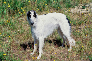 A Borzoi dog standing in a field of grass and yellow wildflowers