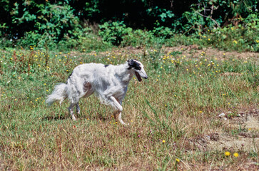 Obraz premium A Borzoi dog walking in a field of grass and yellow wildflowers
