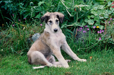 A Borzoi puppy sitting in grass