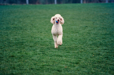 A standard poodle running through a green field