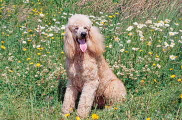A standard poodle sitting in a field of grass with yellow and white wildflowers