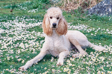 A standard poodle laying in a field of grass with white wildflowers