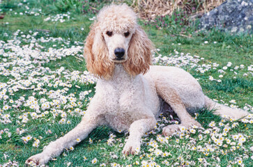 A standard poodle laying in a field of grass with white wildflowers